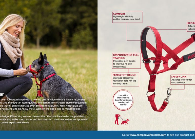 Company_of_Animals_Brochure-Ben-Dog-Photography-by-Brighton-Photographer-Emma-Bailey