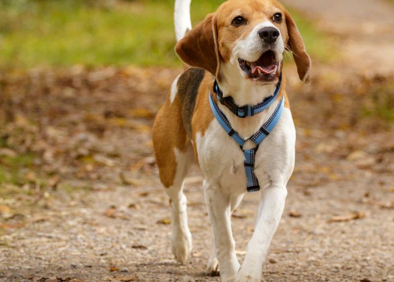 Company_of_Animals_Brochure-Ben-Dog-Photography-by-Brighton-Photographer-Emma-Bailey