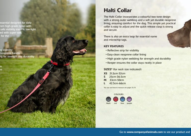 Company_of_Animals_Brochure-Ben-Dog-Photography-by-Brighton-Photographer-Emma-Bailey
