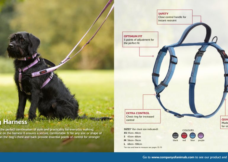 Company_of_Animals_Brochure-Ben-Dog-Photography-by-Brighton-Photographer-Emma-Bailey