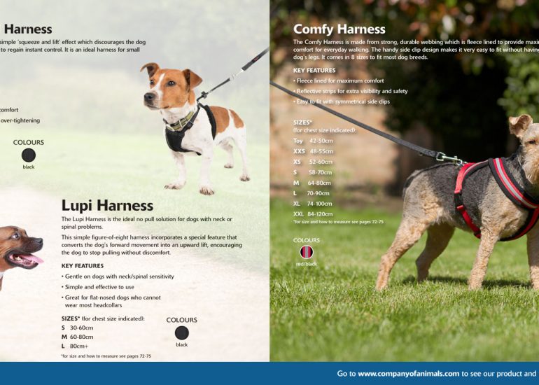 Company_of_Animals_Brochure-Ben-Dog-Photography-by-Brighton-Photographer-Emma-Bailey